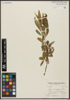 Foto von Salix acmophylla Boiss.